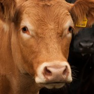Produção Agrícola e Animal