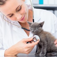 ciencias veterinarias